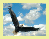 Organic Based Lawn Care in York, PA